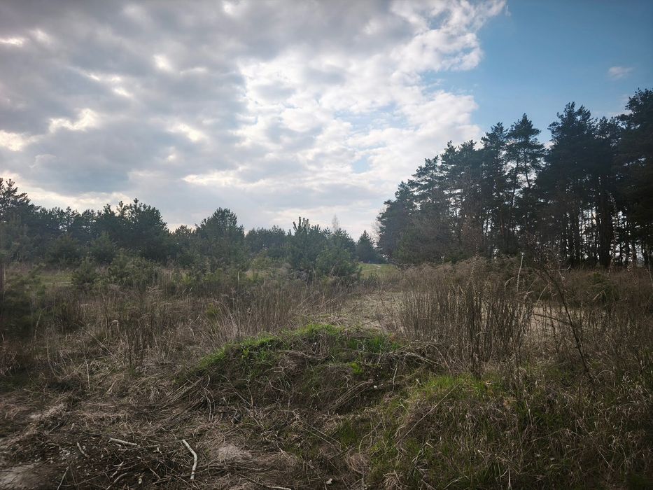 Продам ділянку в Білогородці. Обжите місце поряд з соснами.