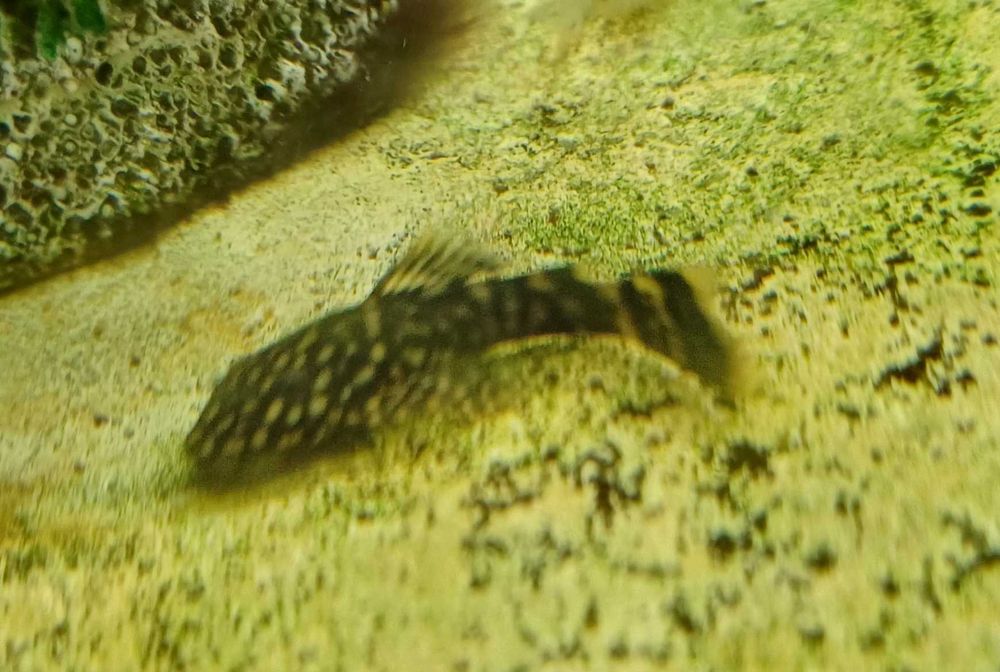 Glonojady młode ok 1-2 cm