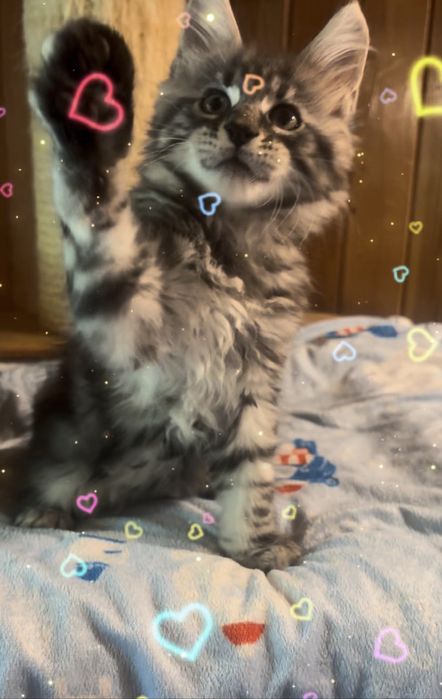 Gotowy do odbioru MAGIC piękny czarny  kocurek maine coon TICA