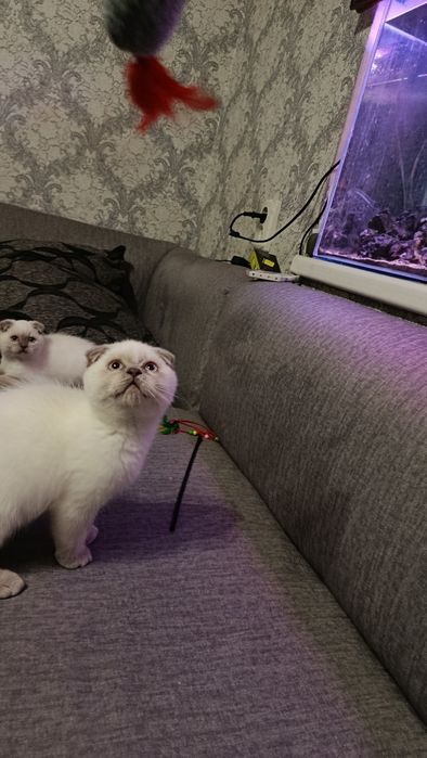 Продам кошеня скотіш фолд  колор поїнт блу