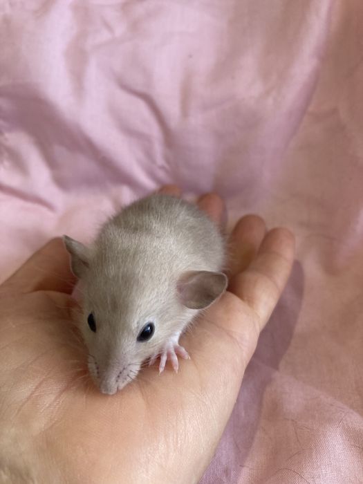 Крысёныш дамбо .