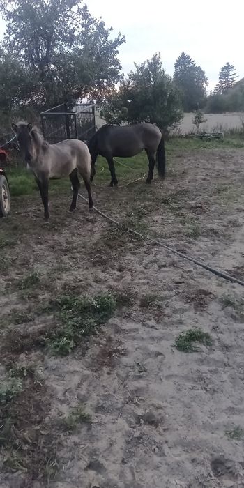 Sprzedam kobyłe ze źrubką