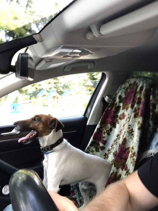 Фокстерєр. В’язка. (Не продаж)