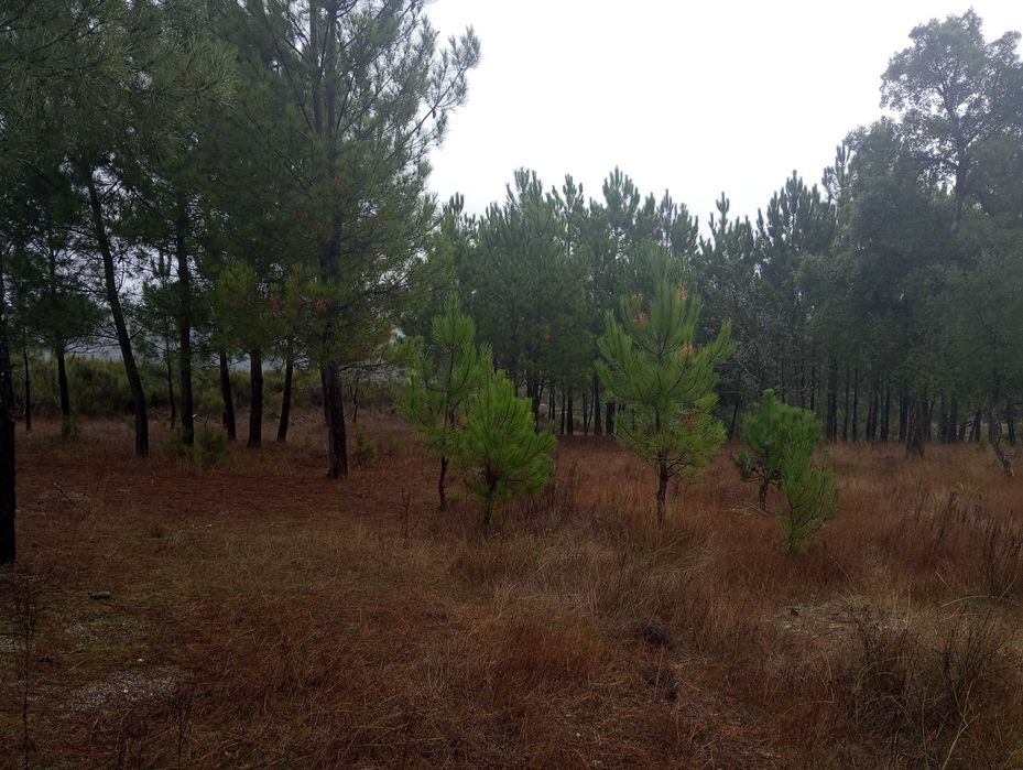 Pinhal novo e pequeno olival - Paranhos da Beira