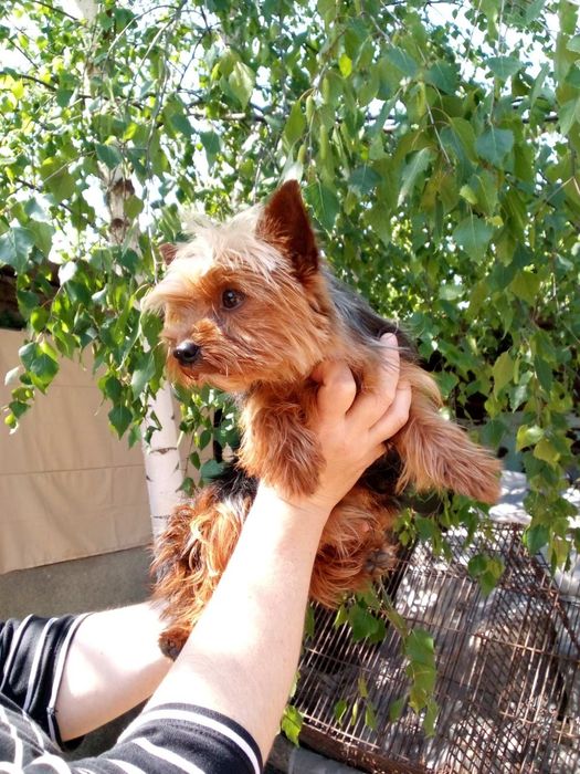 Вязка мини йорчик.