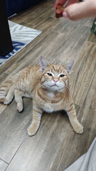 Kotek szuka ciepłego domu