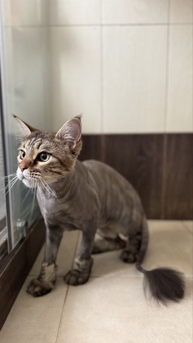 Стрижка котів, грумінг, грумер Софіївська Борщагівка, Крюківщина, Чабани, Київ всі райони