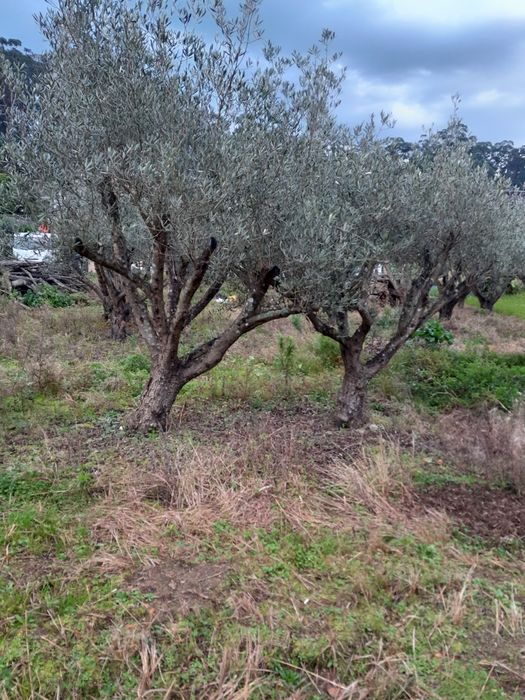 Oliveiras centenarias
