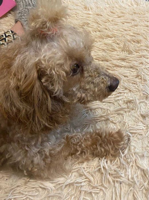 Акция)))Щенки ши-пу, 2 мальчика