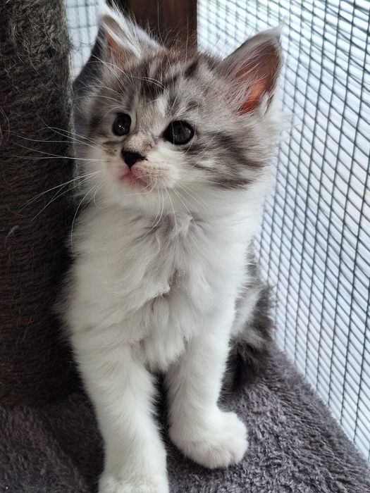 Barbie Royal Cat Maine Coon