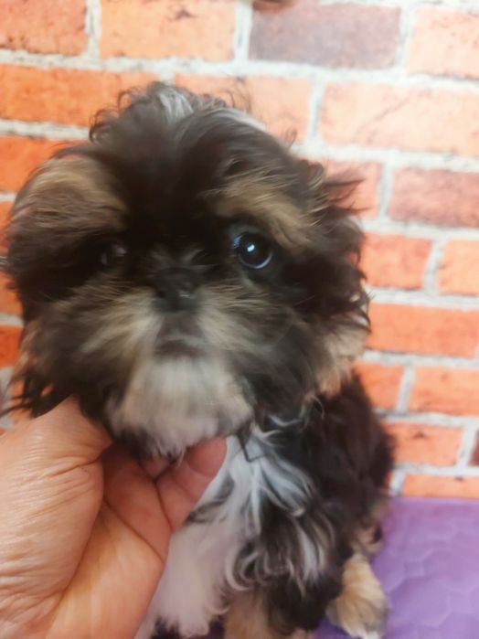 Chłopiec Shih-tzu do odbioru