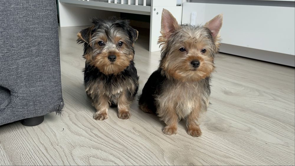 York, Yorkshire Terrier