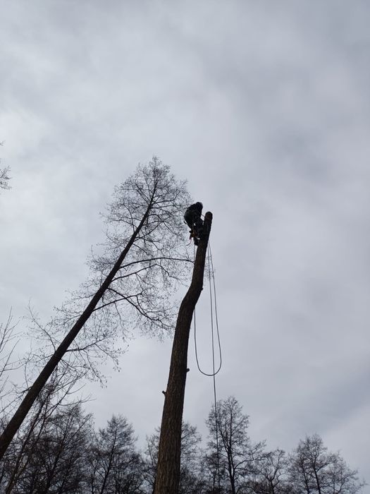 Usługi alpinistyczne,wycinka drzew