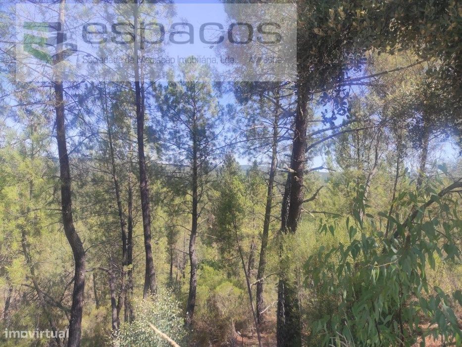 Terreno Florestal