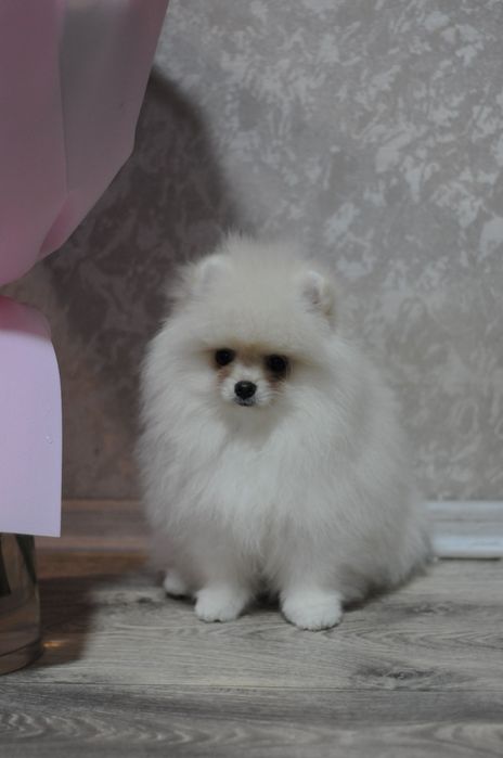 ТОПовые мини мишки