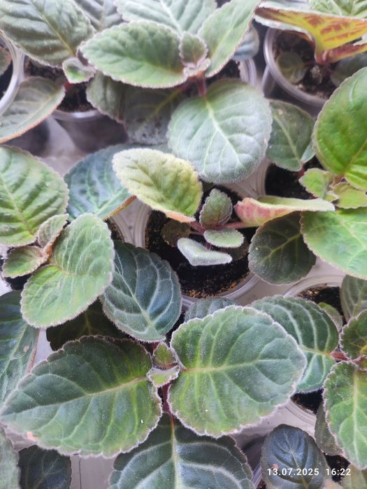 Сіянці сортової глоксинії