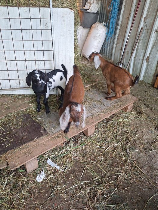 Cabras anglonubianas