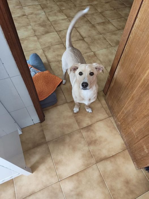 Cão para adoção responsável