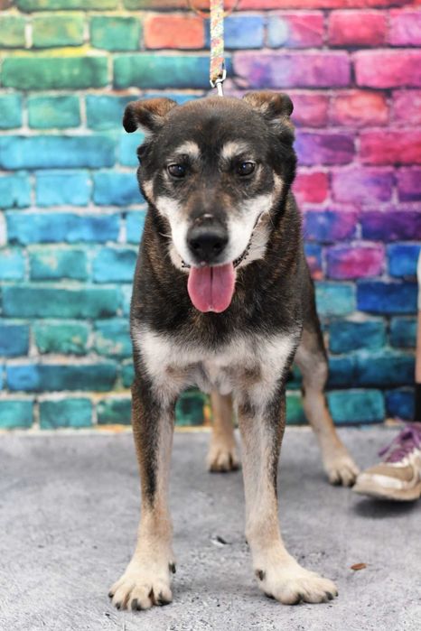 Harnaś pilnie szuka nowego domku!