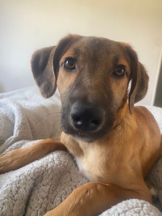 Dou cadelinha de 1 ano