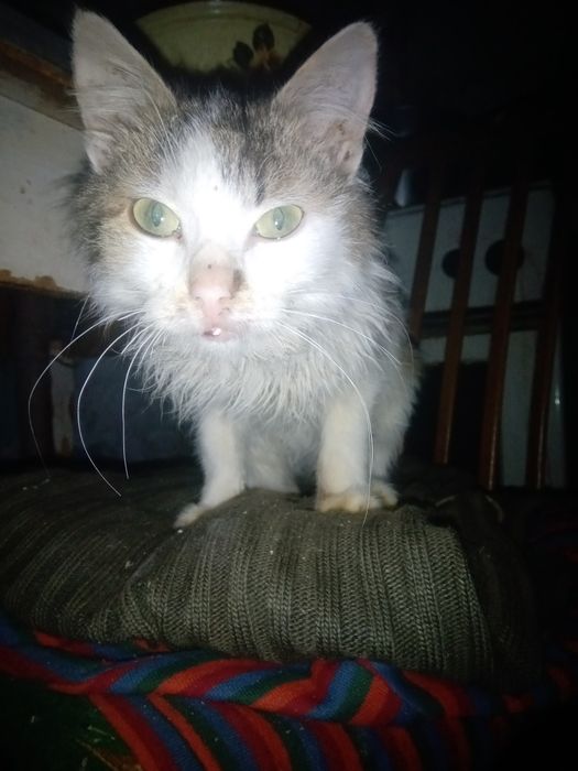 Говорящий кот, бесплатно, в хорошие руки