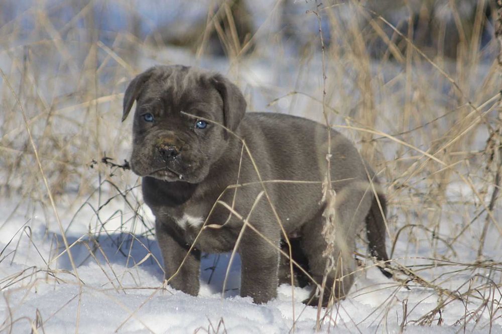 Сірий кане корсо