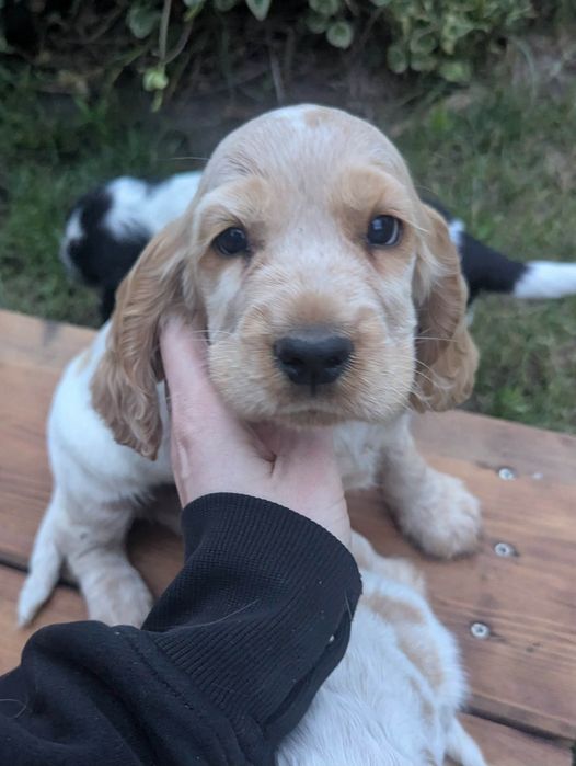 Cocker Spaniel Angielski.
