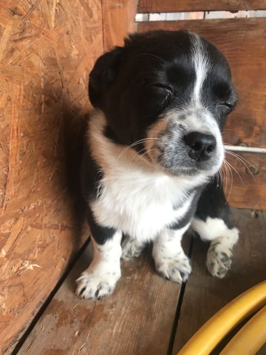 Собака дівчинка малої породи