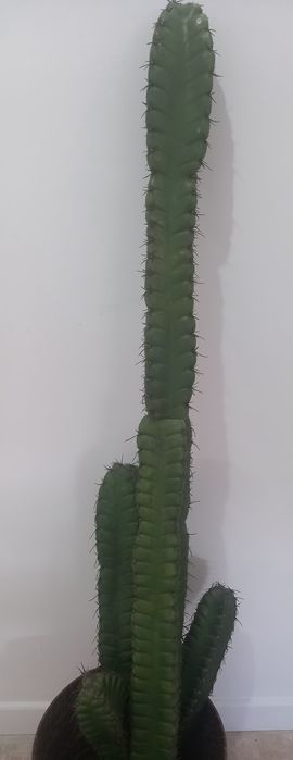 Cato/ cato decorativo/ cato artificial