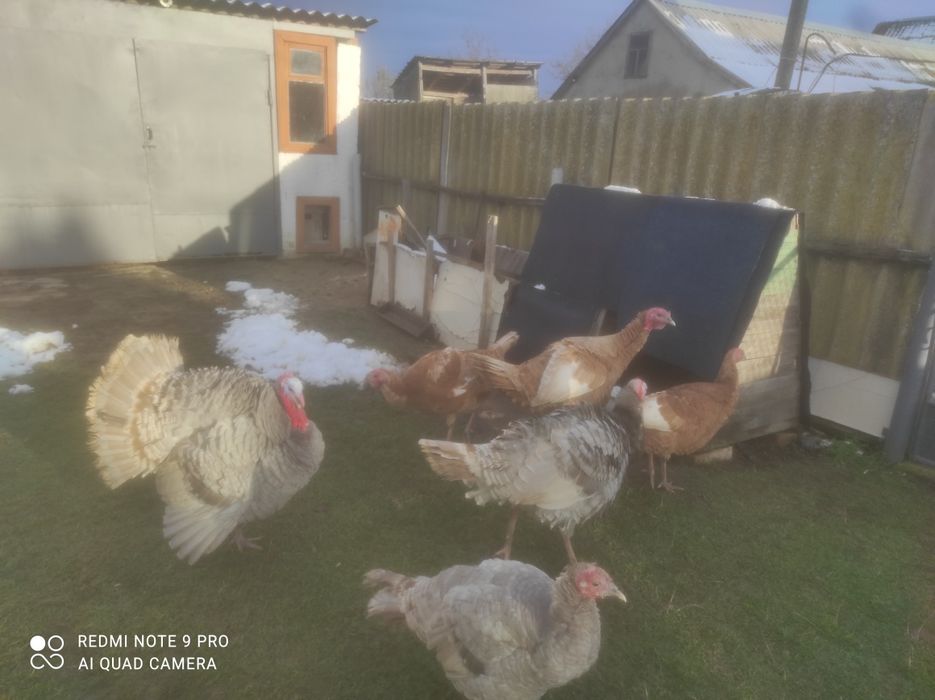 Продам індика з індичкою(червоні)