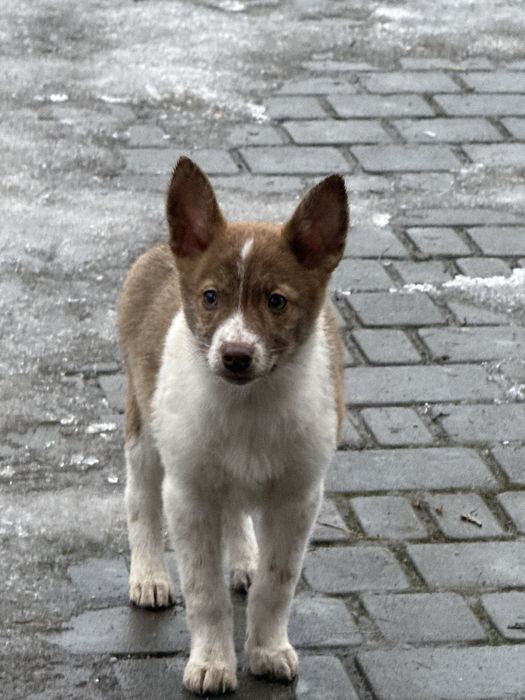 Прилаштовується цуцик