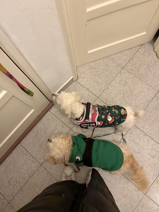 Pet sitting + pet boarding + dog walking