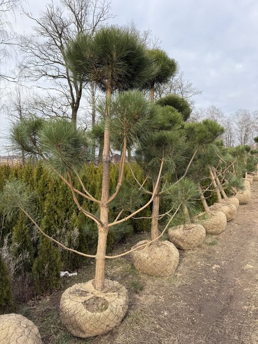Bonsai Sosna czarna formowana 3m