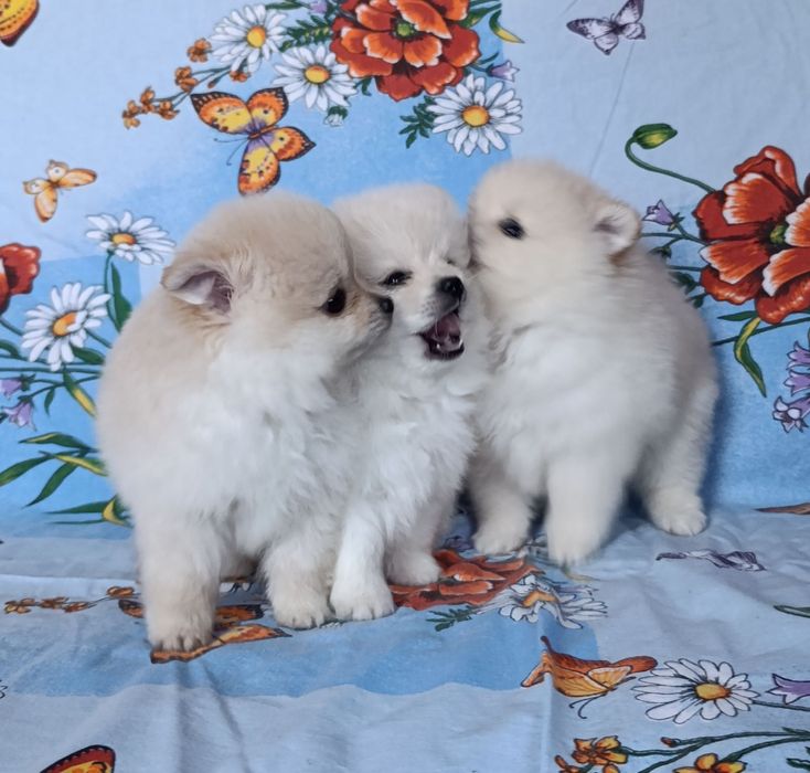 Цуценята померанський шпіц