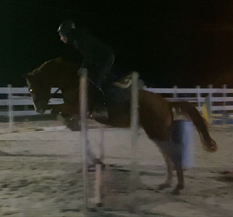 Zajezdzony 3,5 letni walach  Zangersheide filmy na watsapa