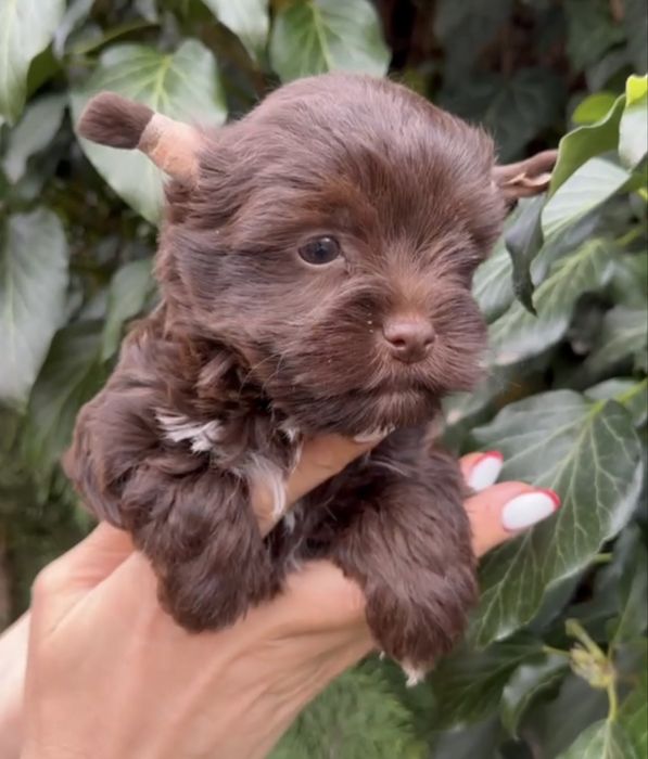 Йоркширский терьер Йорк