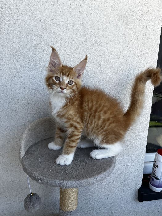 Piękny pręgowany rudzielec Maine Coon