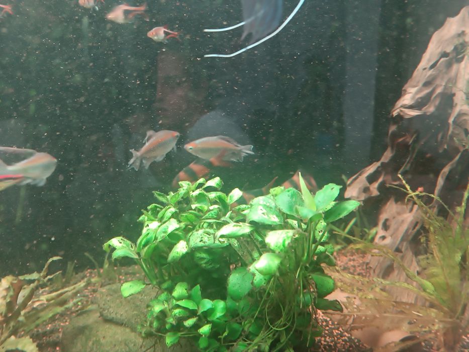 Peixes para venda