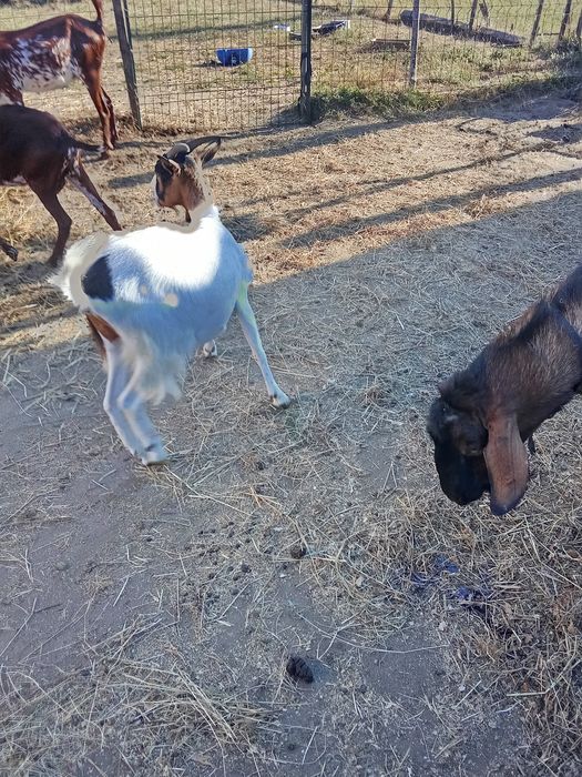 Cabras disponíveis para venda