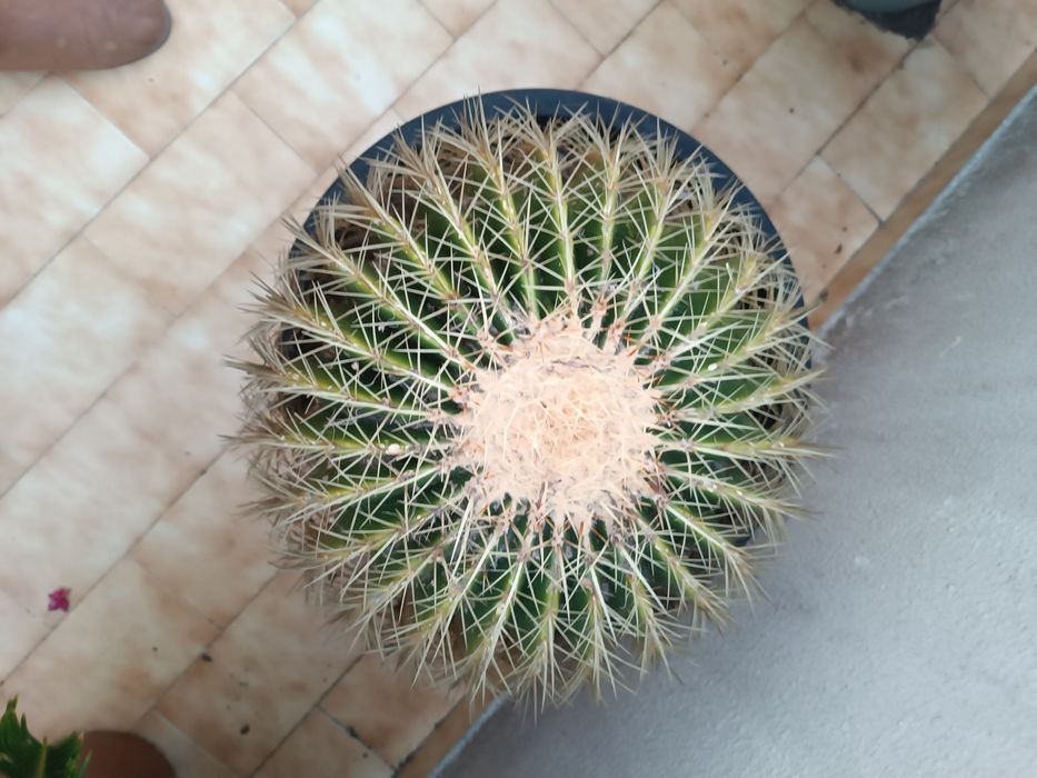 Cacto de exterior ótimo para decoração !! Fácil manutenção