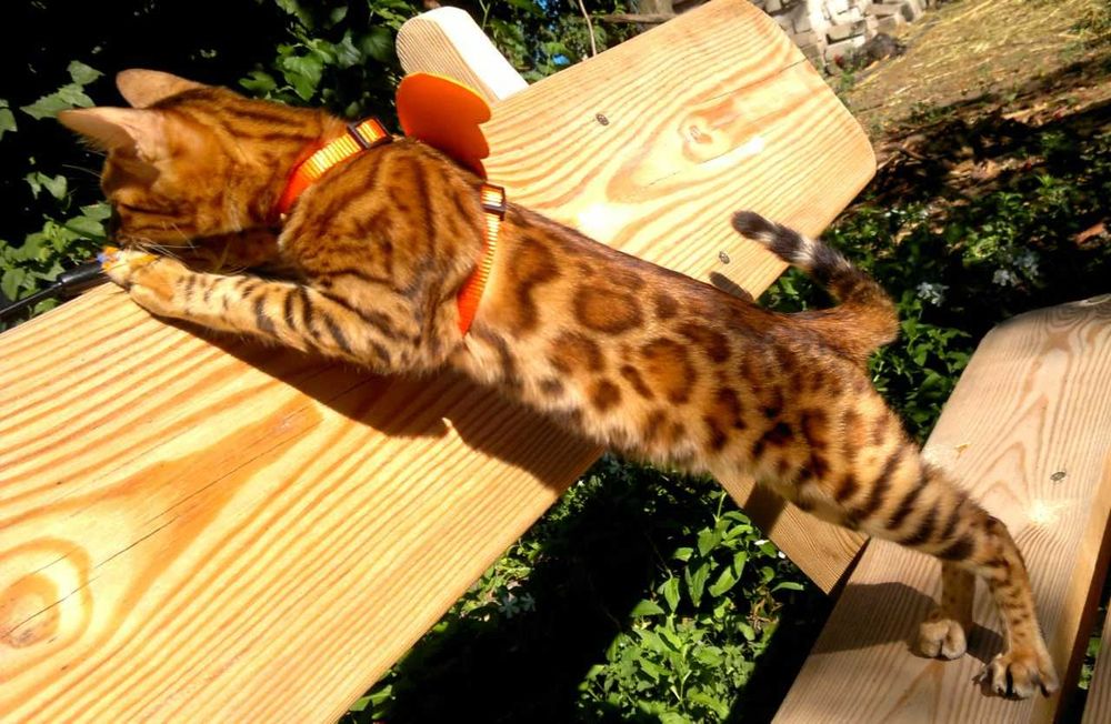 Яскраві бенгалочки в червоному. Документи WCF