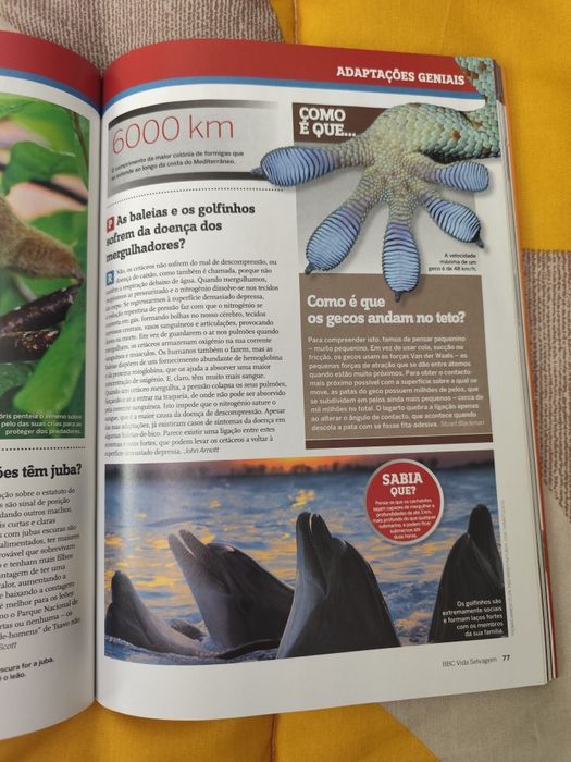 BBC Vida Selvagem - O grande livro das respostas