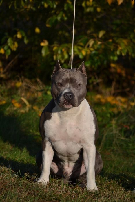 amstaff ZKwP FCI