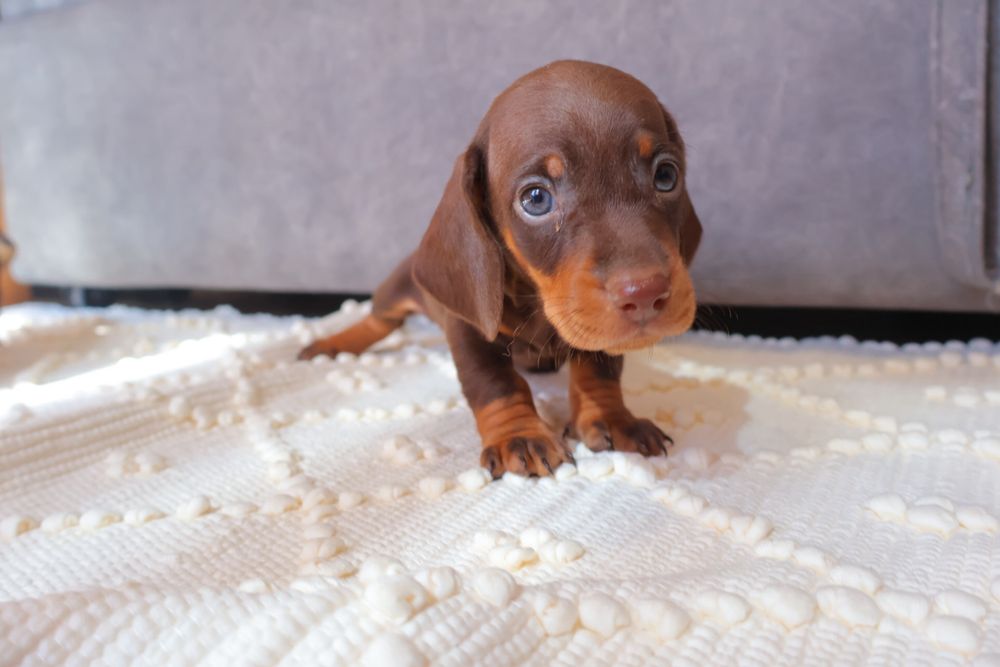 Teckel chocolate tan
