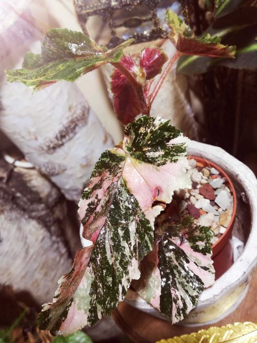 Begonia Ginny Galaxy Variegata Pink Aurea UNIKAT ! monstera philode