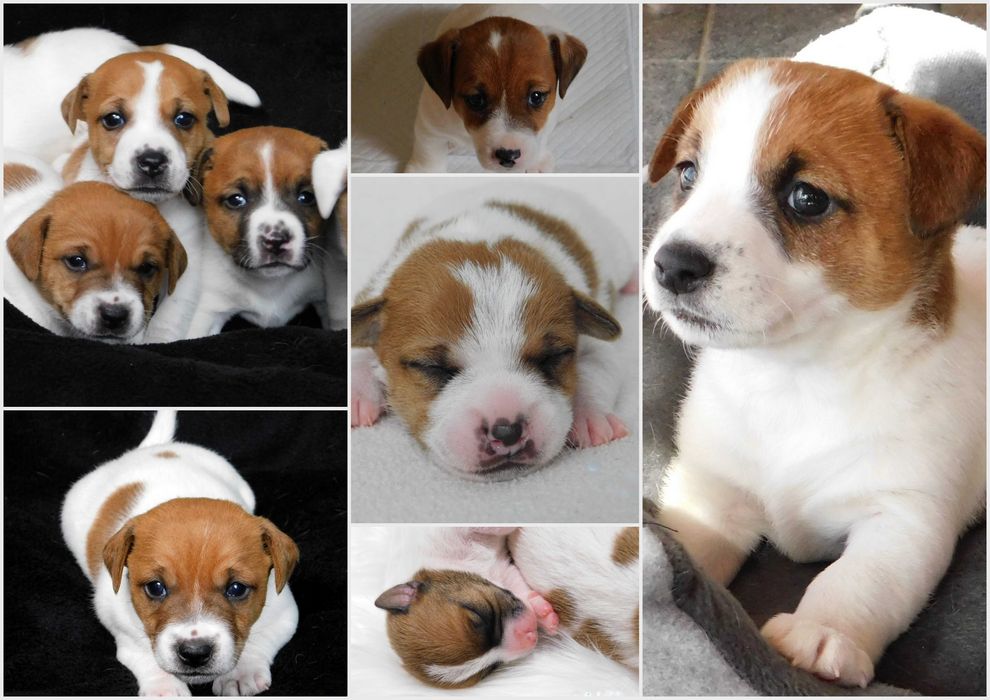 Niebawem- Jack Russell Terrier /hodowla BREFIO