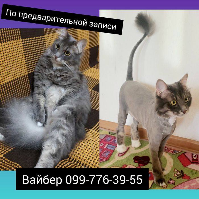 Стрижка Котов у Вас на дому 550 грн Груминг Вычес котов
