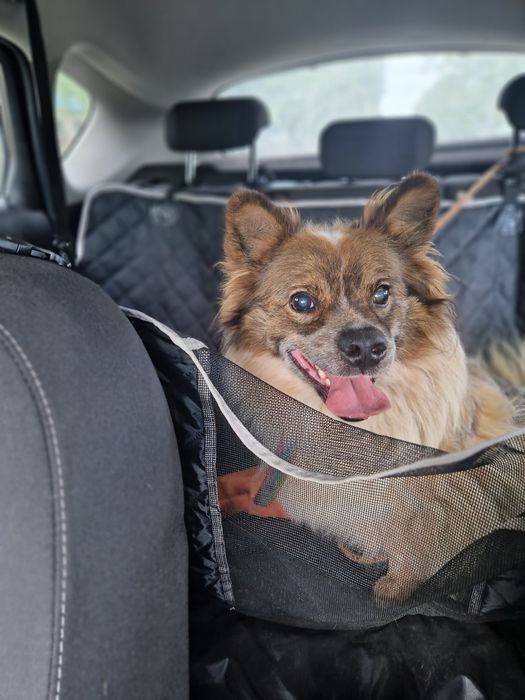 On chyba nigdy nie znajdzie domu. Traci wzrok i nadzieję