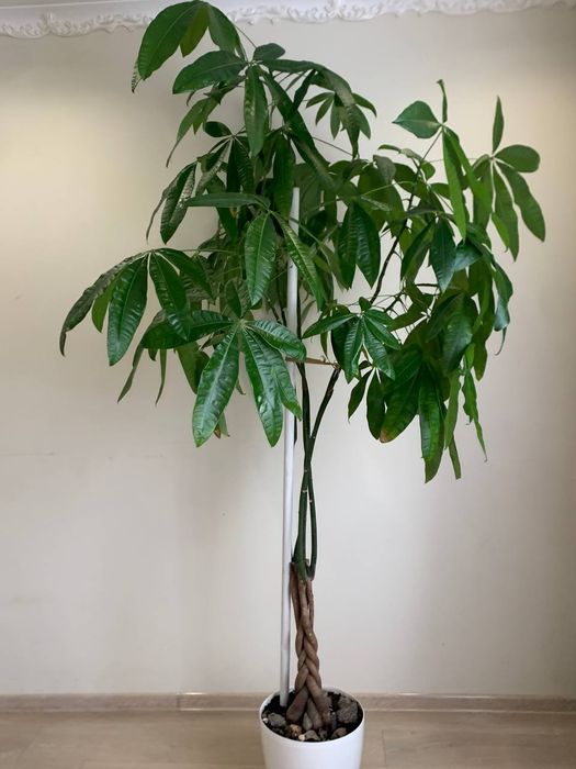 Пахіра  терміново