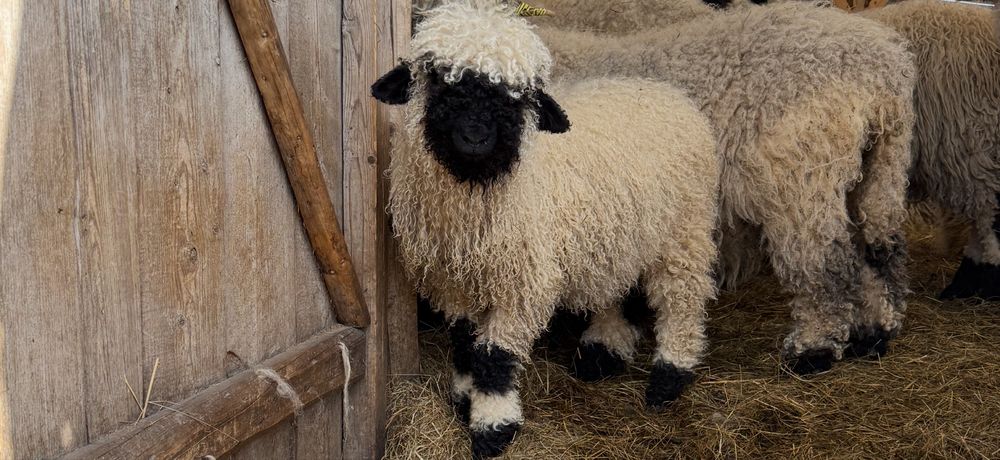 RODOWÓD Owca Walizerska Czarnonosa Walliserska
